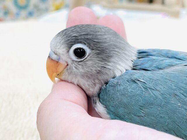 ブルーボタンインコ