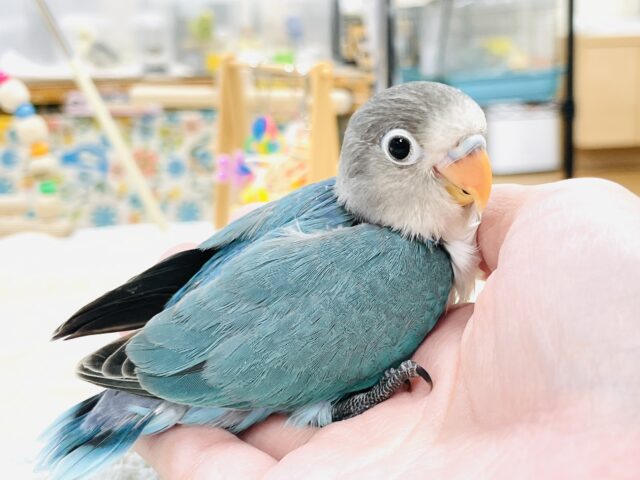 ブルーボタンインコ