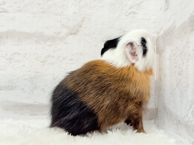 イングリッシュモルモット