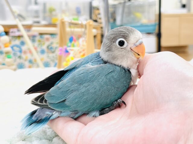 ブルーボタンインコ