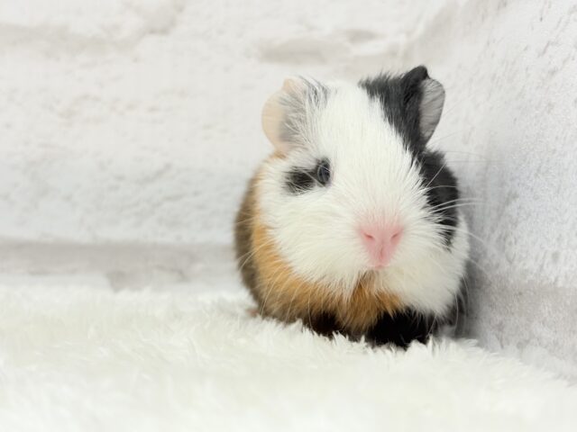 イングリッシュモルモット