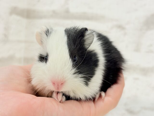 イングリッシュモルモット