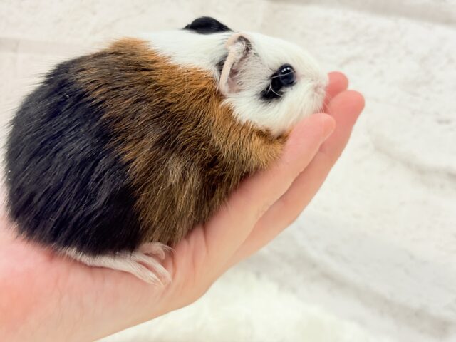 イングリッシュモルモット