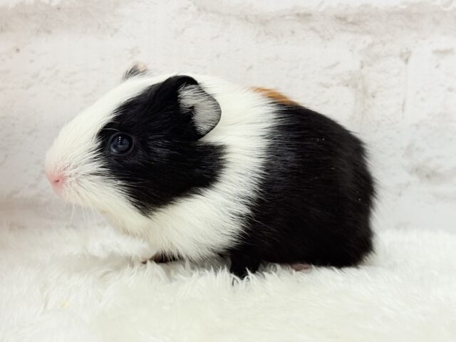 イングリッシュモルモット