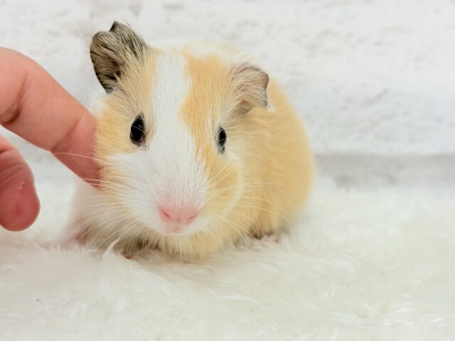 イングリッシュモルモット