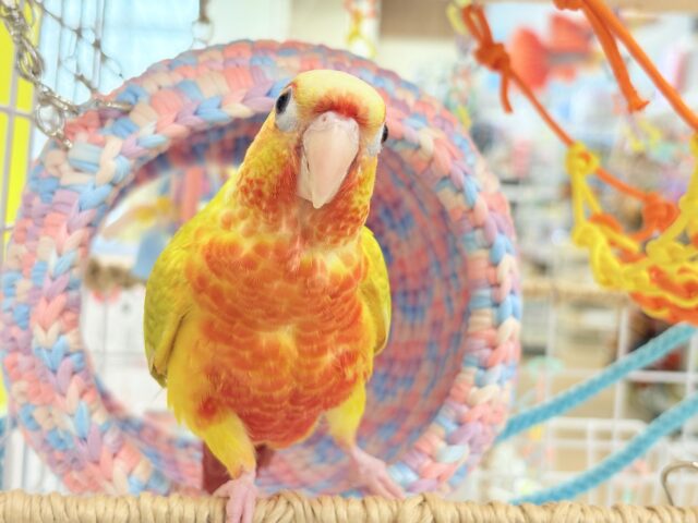 ホオミドリウロコインコ