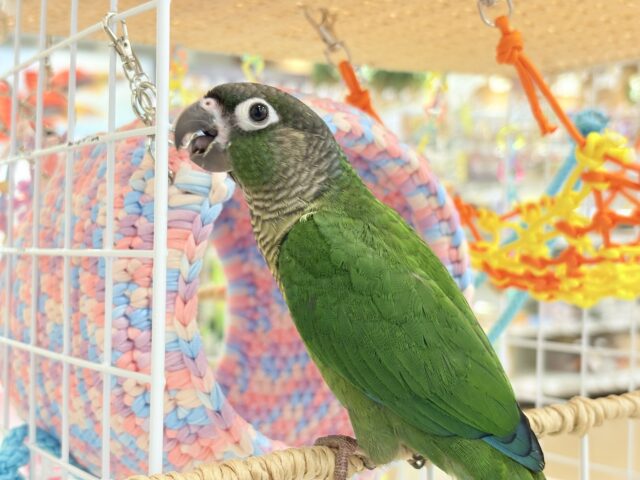 ホオミドリウロコインコ
