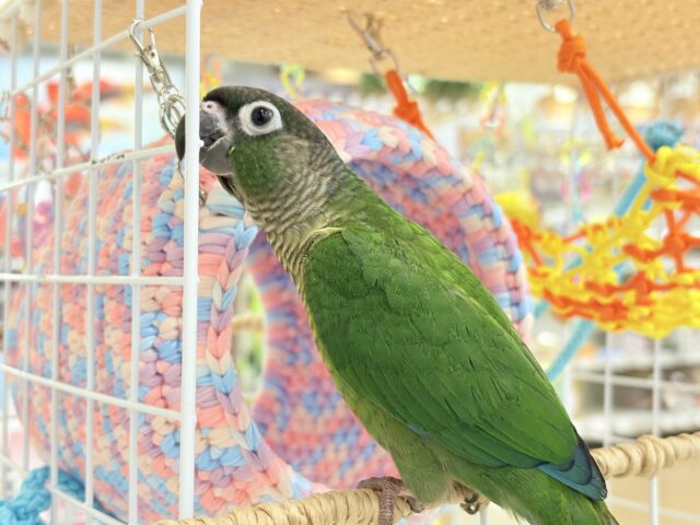 ホオミドリウロコインコ