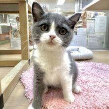 ミニミニサイズ🫶🏻︎🩵🫧スコティッシュフォールド女の子