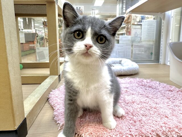 ミニミニサイズ🫶🏻︎🩵🫧スコティッシュフォールド女の子