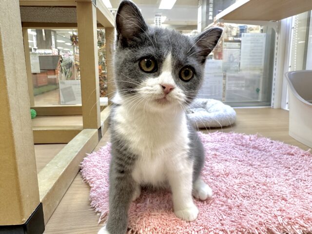 スコティッシュフォールド