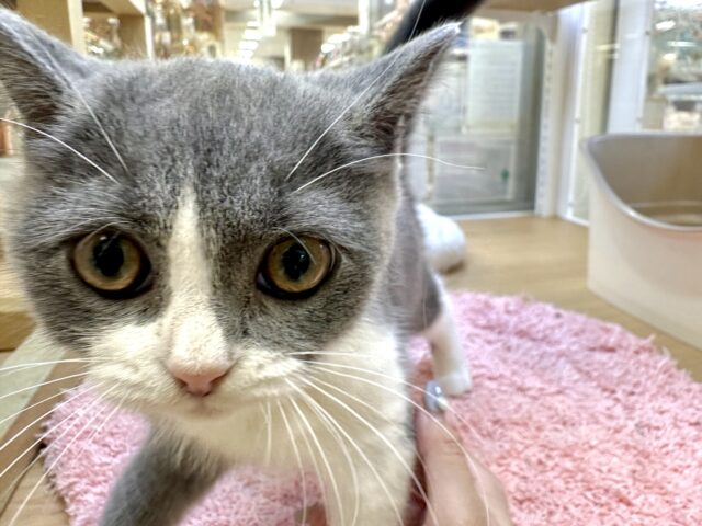 スコティッシュフォールド