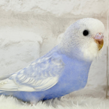 【最新画像更新🪄】バブみ強め🐣🍼童顔フェイス♡セキセイインコ(スパングル) ヒナ