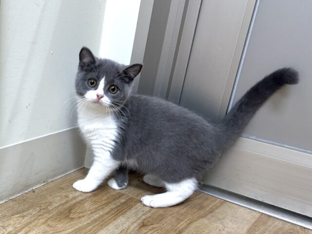 スコティッシュフォールド