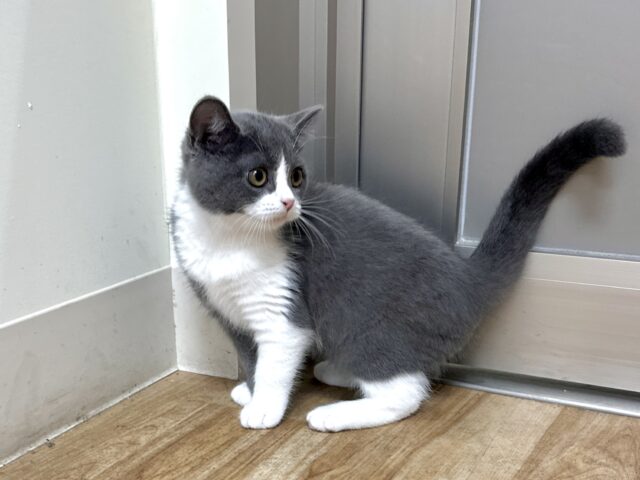 スコティッシュフォールド