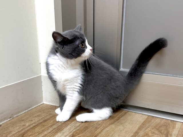 スコティッシュフォールド