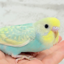 【最新画像更新🪄】しゅわしゅわ🫧メロンソーダ🧃🍈セキセイインコ(パステルカラーレインボー) ヒナ