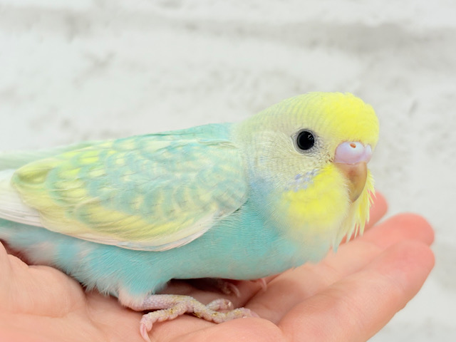 【最新画像更新🪄】しゅわしゅわ🫧メロンソーダ🧃🍈セキセイインコ(パステルカラーレインボー) ヒナ