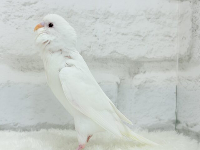 【最新画像更新🪄もうすぐひとり餌☆】キレイな瞳に映る世界は🌎🫧セキセイインコ(アルビノ) ヒナ セキセイインコ