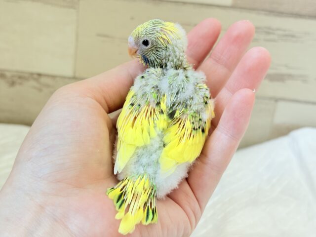 お花畑にやってきた♬*°セキセイインコ(パイド) ヒナ セキセイインコ