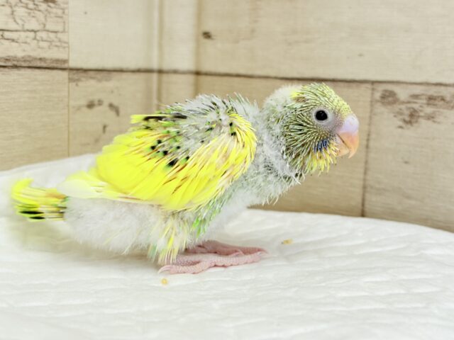 セキセイインコ