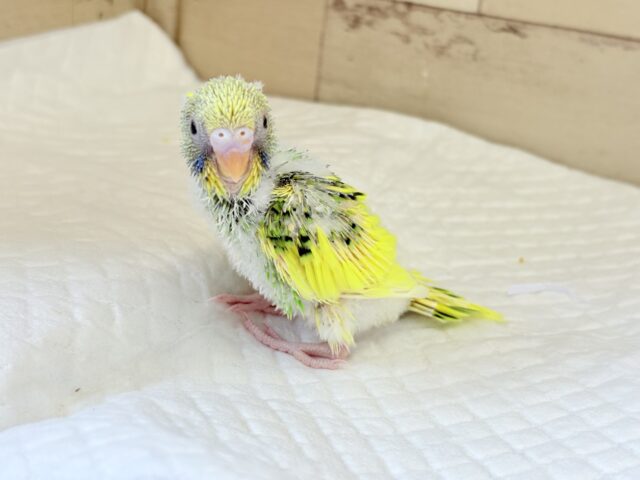 お花畑にやってきた♬*°セキセイインコ(パイド) ヒナ セキセイインコ