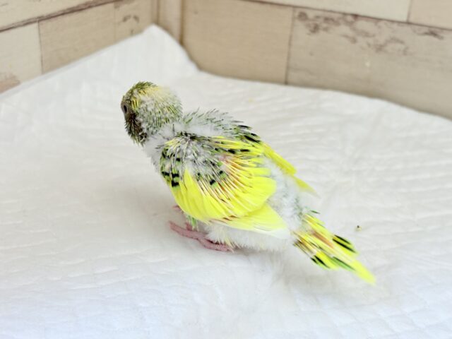 セキセイインコ