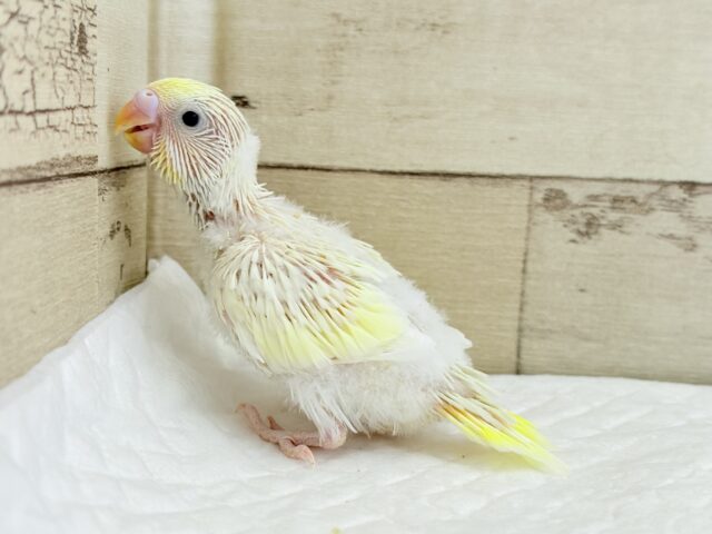 セキセイインコ