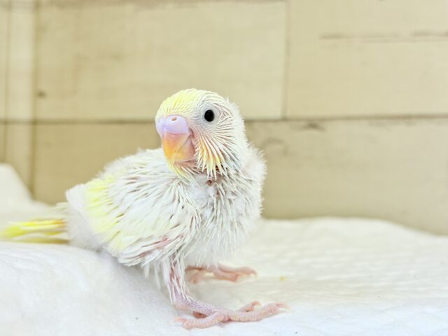 ふわほわ🫧クリーミー💛セキセイインコ(クリーム) ヒナ セキセイインコ