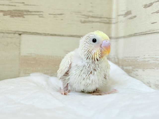 ふわほわ🫧クリーミー💛セキセイインコ(クリーム) ヒナ セキセイインコ