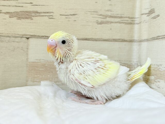 ふわほわ🫧クリーミー💛セキセイインコ(クリーム) ヒナ セキセイインコ