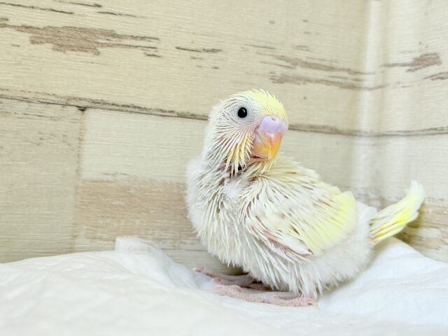 ふわほわ🫧クリーミー💛セキセイインコ(クリーム) ヒナ セキセイインコ