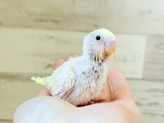 ふわほわ🫧クリーミー💛セキセイインコ(クリーム) ヒナ セキセイインコ