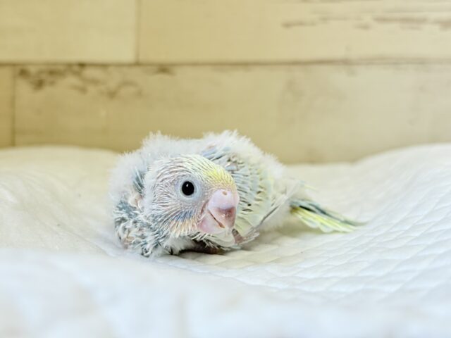 ヒナ界のアイドル🐣🪇セキセイインコ(パステルレインボー) ヒナ セキセイインコ