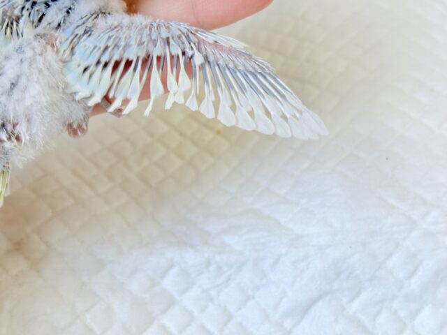 ヒナ界のアイドル🐣🪇セキセイインコ(パステルレインボー) ヒナ セキセイインコ