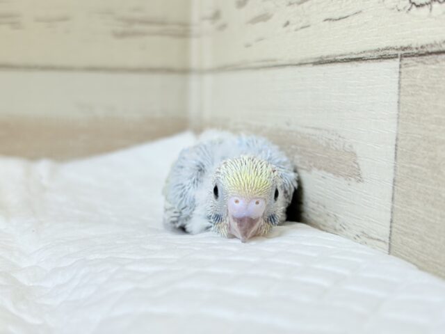 ヒナ界のアイドル🐣🪇セキセイインコ(パステルレインボー) ヒナ セキセイインコ