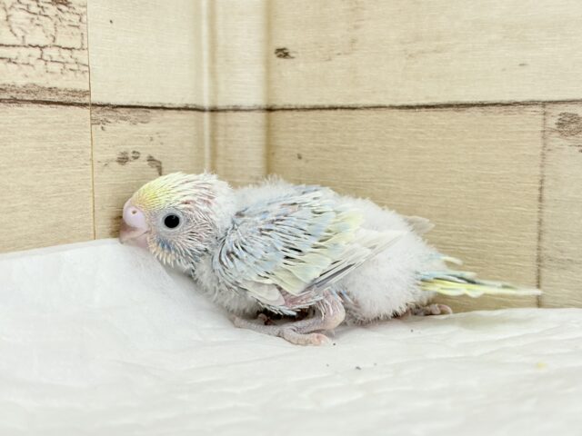 ヒナ界のアイドル🐣🪇セキセイインコ(パステルレインボー) ヒナ セキセイインコ