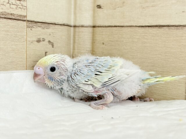 ヒナ界のアイドル🐣🪇セキセイインコ(パステルレインボー) ヒナ セキセイインコ