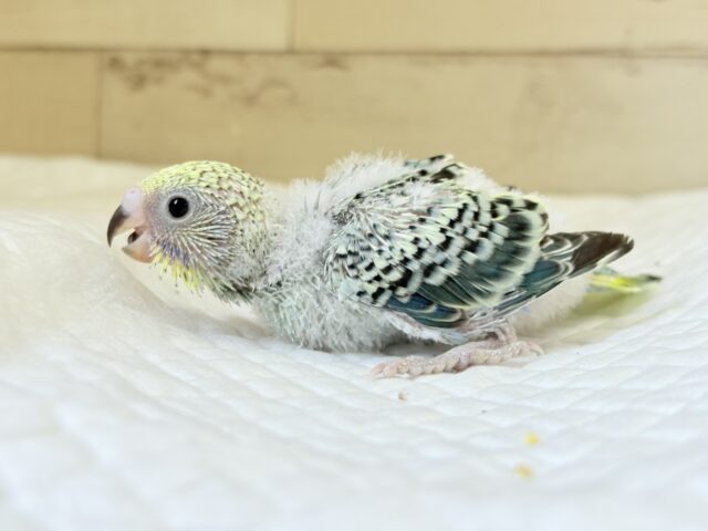 【最新画像更新🪄】気分は常夏🏖🍹セキセイインコ(レインボー) ヒナ セキセイインコ