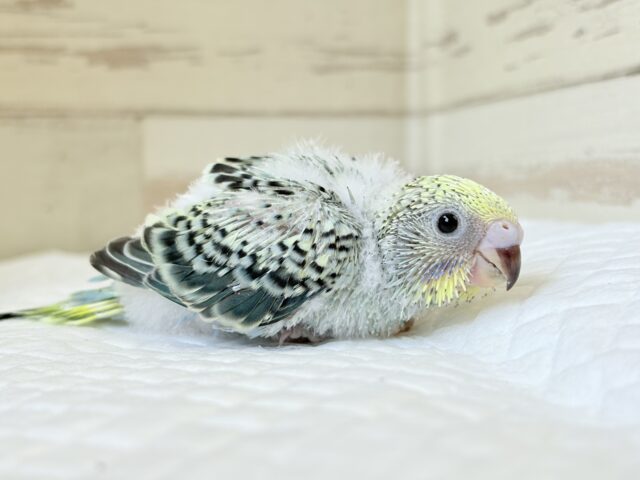 【最新画像更新🪄】気分は常夏🏖🍹セキセイインコ(レインボー) ヒナ セキセイインコ