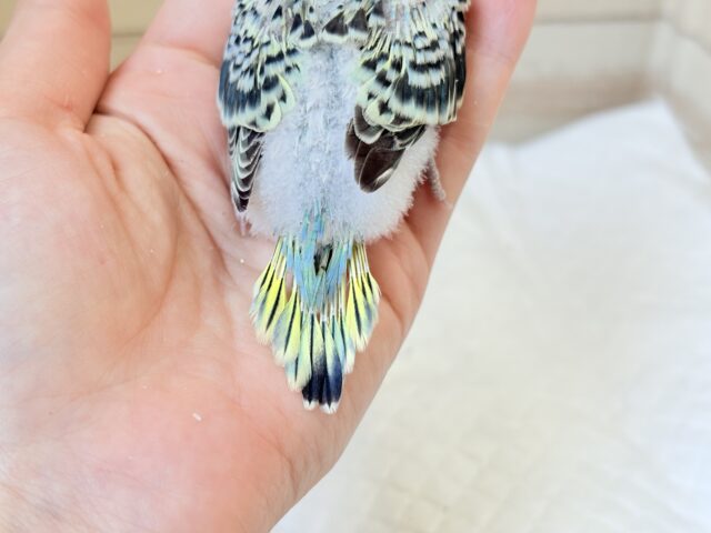 【最新画像更新🪄】気分は常夏🏖🍹セキセイインコ(レインボー) ヒナ セキセイインコ
