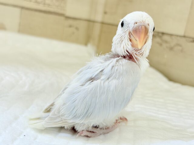 コザクラインコ（小桜インコ）