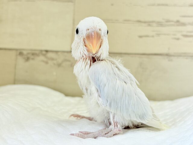 コザクラインコ（小桜インコ）