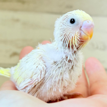 ふわほわ🫧クリーミー💛セキセイインコ(クリーム) ヒナ
