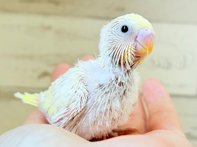 ふわほわ🫧クリーミー💛セキセイインコ(クリーム) ヒナ ふわほわ🫧クリーミー💛セキセイインコ(クリーム) ヒナ