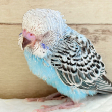 ねむねむ赤ちゃん🐣ᶻᶻᶻ﻿セキセイインコ(オパーリン) ヒナ