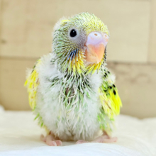 お花畑にやってきた♬*°セキセイインコ(パイド) ヒナ