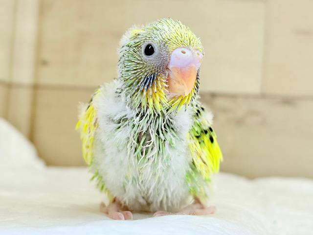 お花畑にやってきた♬*°セキセイインコ(パイド) ヒナ お花畑にやってきた♬*°セキセイインコ(パイド) ヒナ