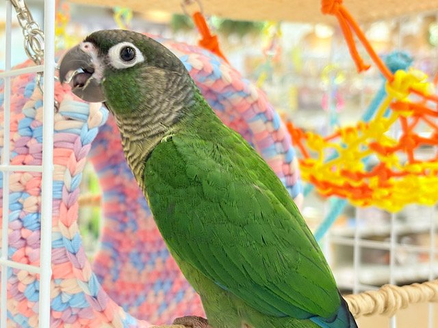 【最新画像更新🪄】可愛すぎてる…♥ウロコインコ(ノーマル)