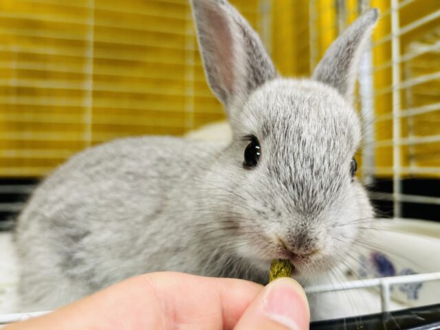 モチモチうさちゃん🐰🐰🐰 ネザーランドドワーフ(グレー系) ネザーランドドワーフ